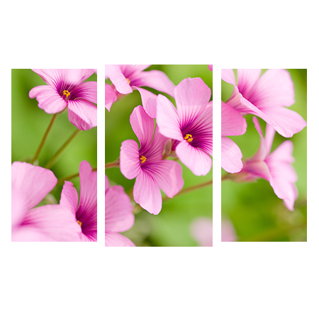 Цветы, растения - 01231